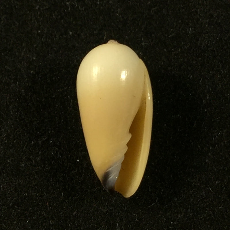Scabricola olivaeformis (Swainson, 1821) - 13,9mm