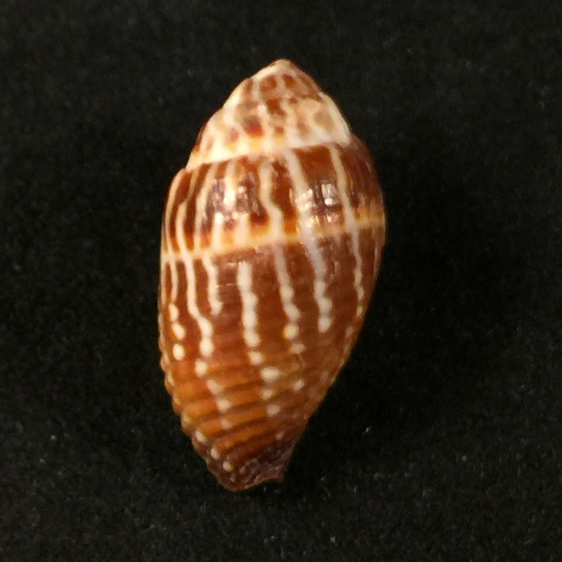 Strigatella retusa (Lamarck, 1811) - 21,4mm