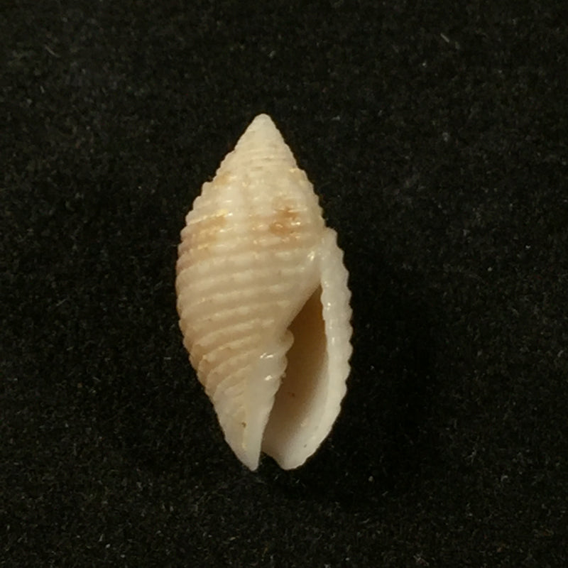 Strigatella pudica (Pease, 1860) - 13,8mm