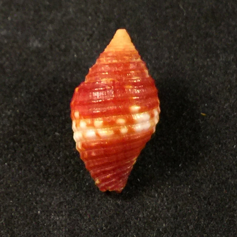 Pseudonebularia cucumerina Lamarck, 1811 - 15,5mm