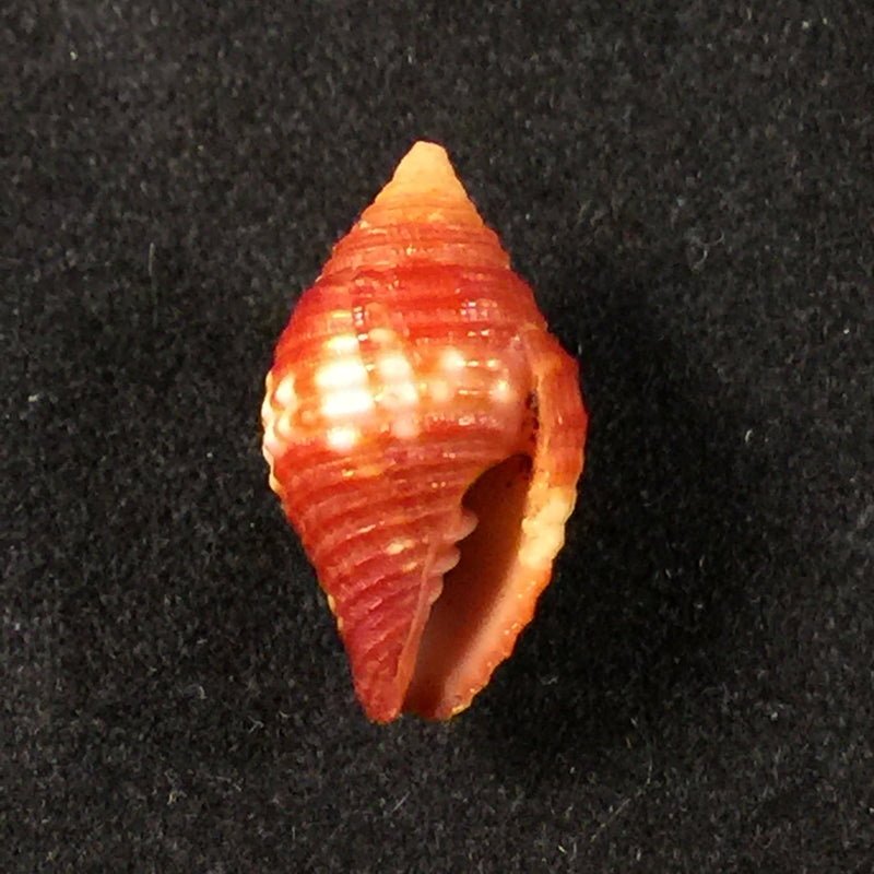 Pseudonebularia cucumerina Lamarck, 1811 - 15,5mm