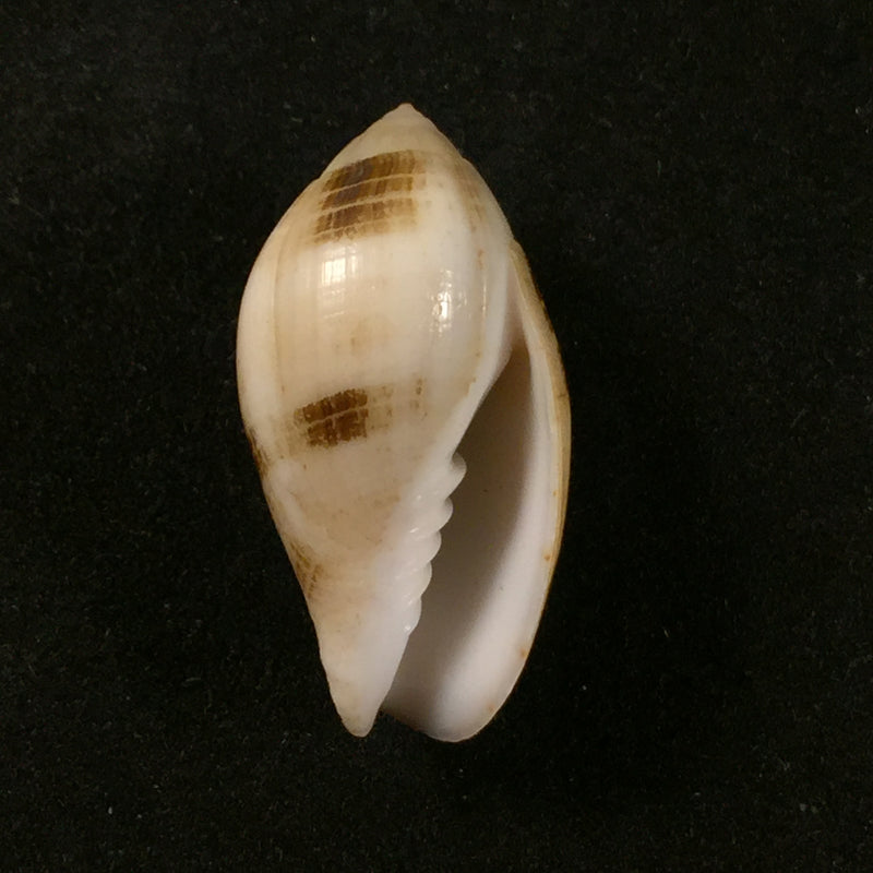Pterygia nucea (Gmelin, 1791) - 27,4mm