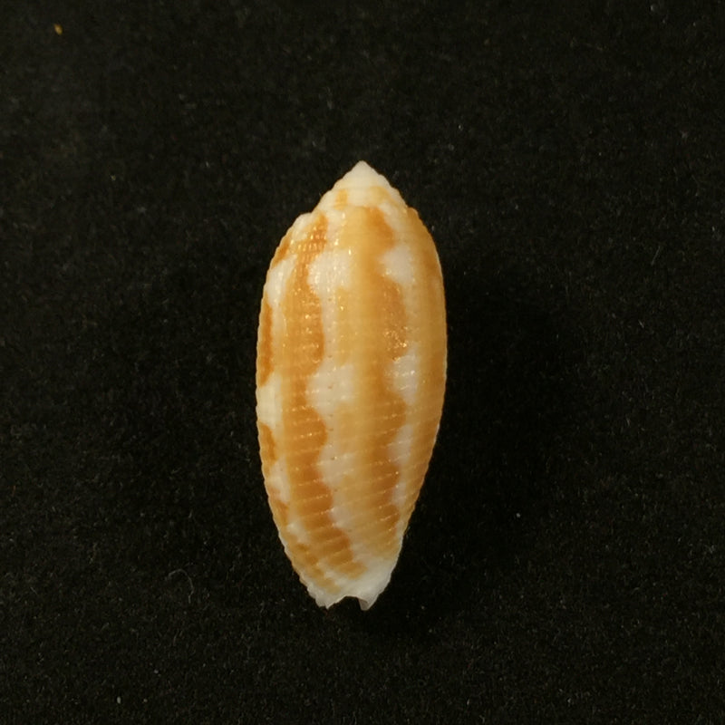 Pterygia crenulata (Gmelin, 1791) - 22,5mm