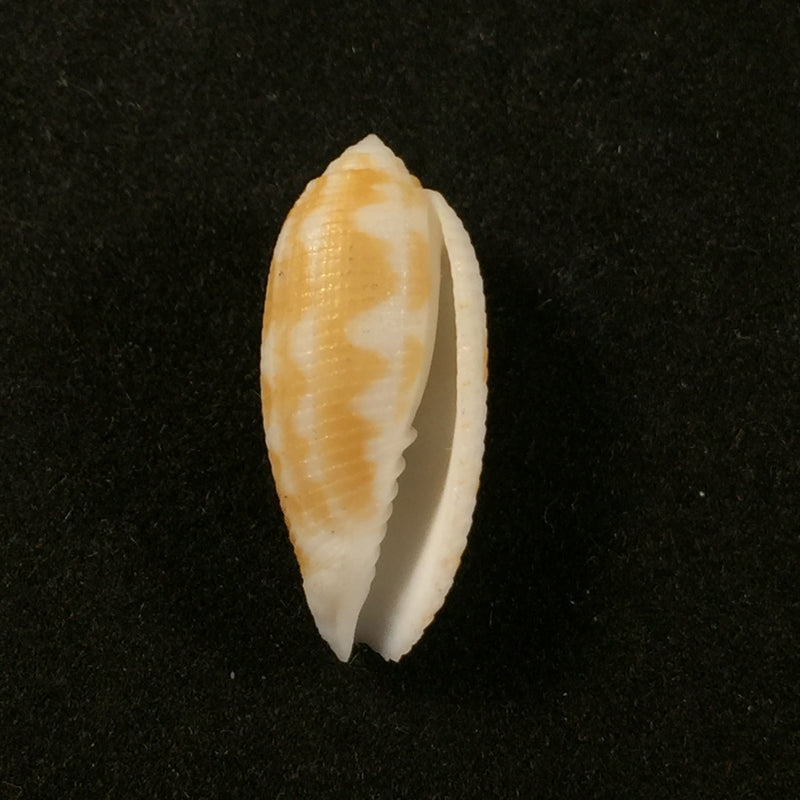 Pterygia crenulata (Gmelin, 1791) - 22,5mm