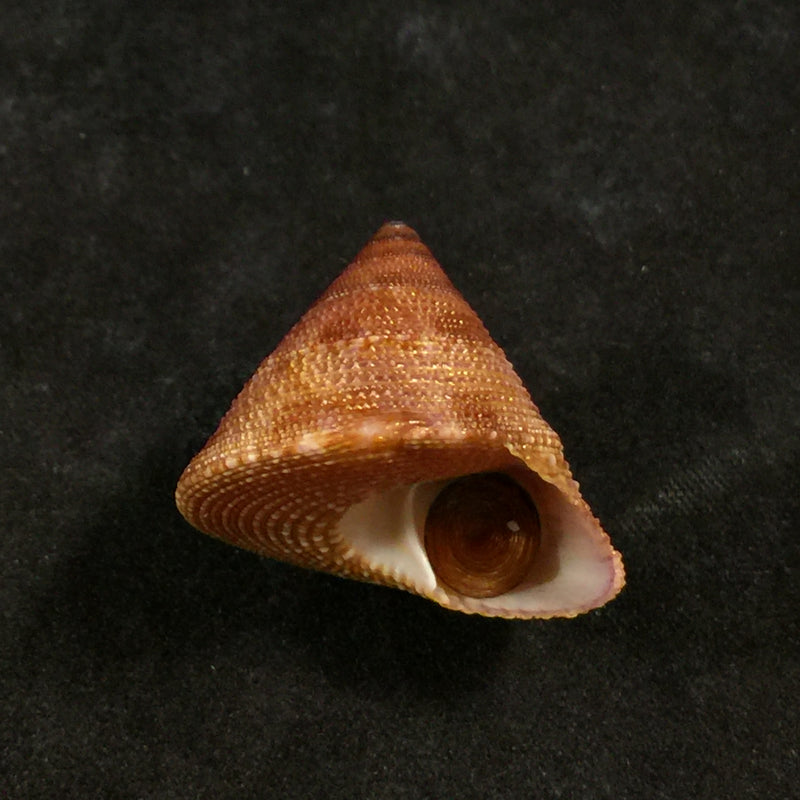 Calliostoma vinosum Quinn, 1992 - 24mm