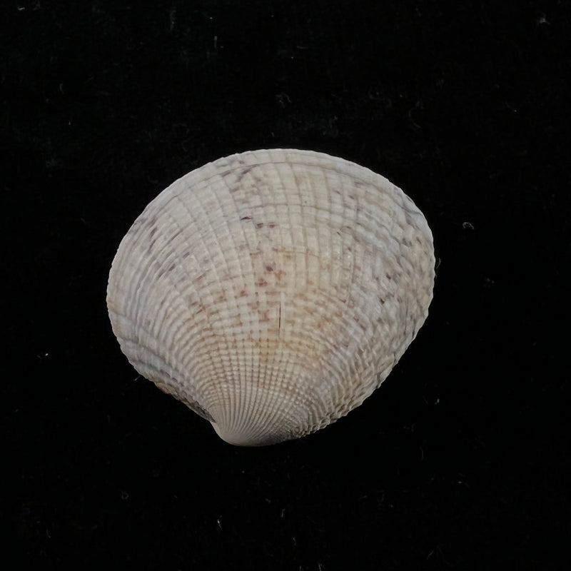 Leukoma granulata (Gmelin, 1791) - 34,3mm