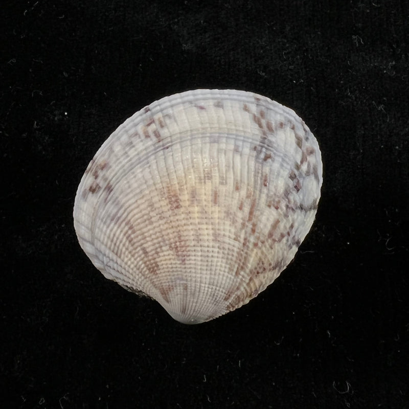Leukoma granulata (Gmelin, 1791) - 32,6mm