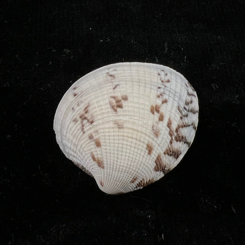 Leukoma granulata (Gmelin, 1791) - 34,8mm
