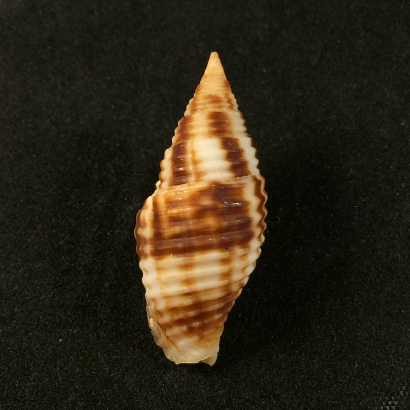Nebularia ferruginea (Lamarck, 1811) - 30,6mm