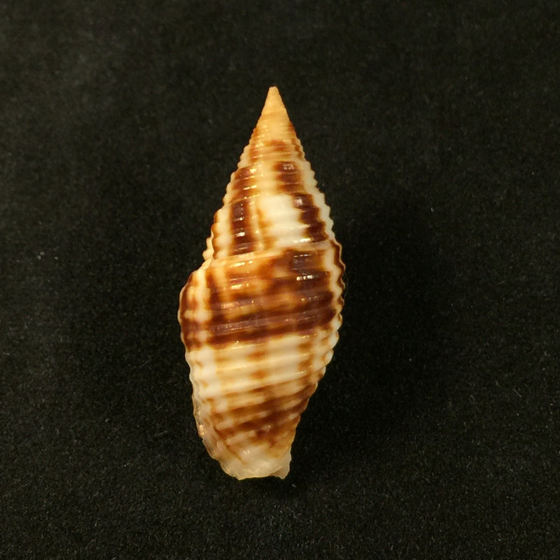 Nebularia ferruginea (Lamarck, 1811) - 30,6mm