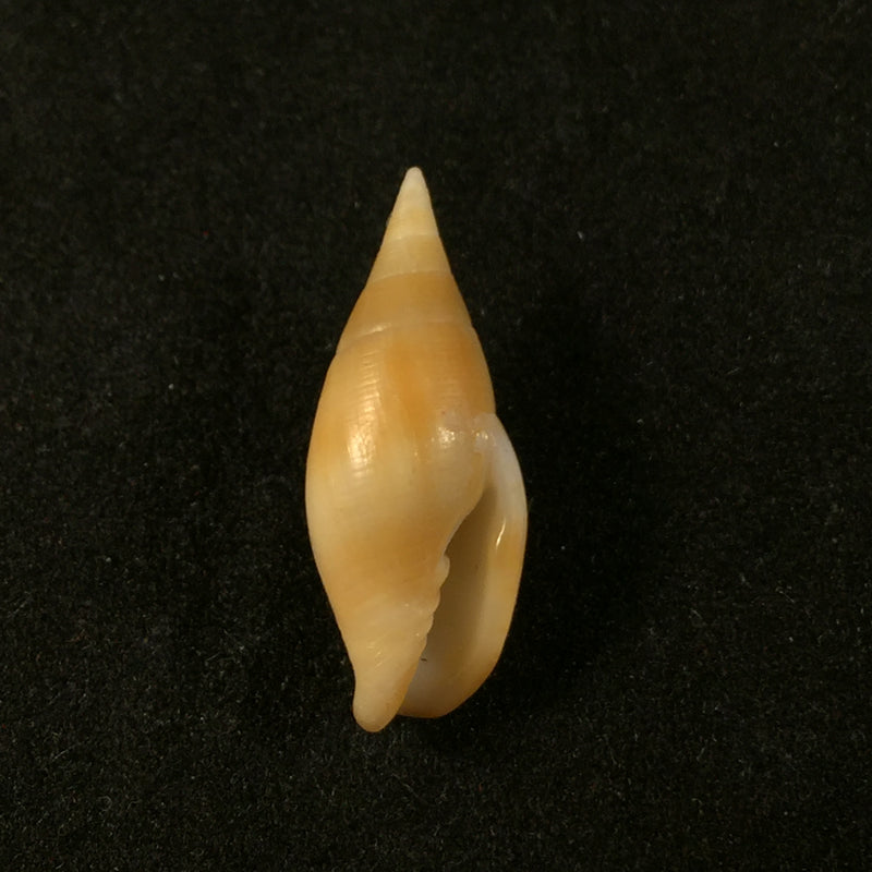 Nebularia acuminata (Swainson, 1824) - 21,6mm