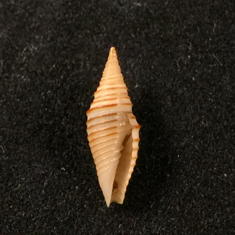 Imbricaria interlirata (Reeve, 1844) - 12,3mm