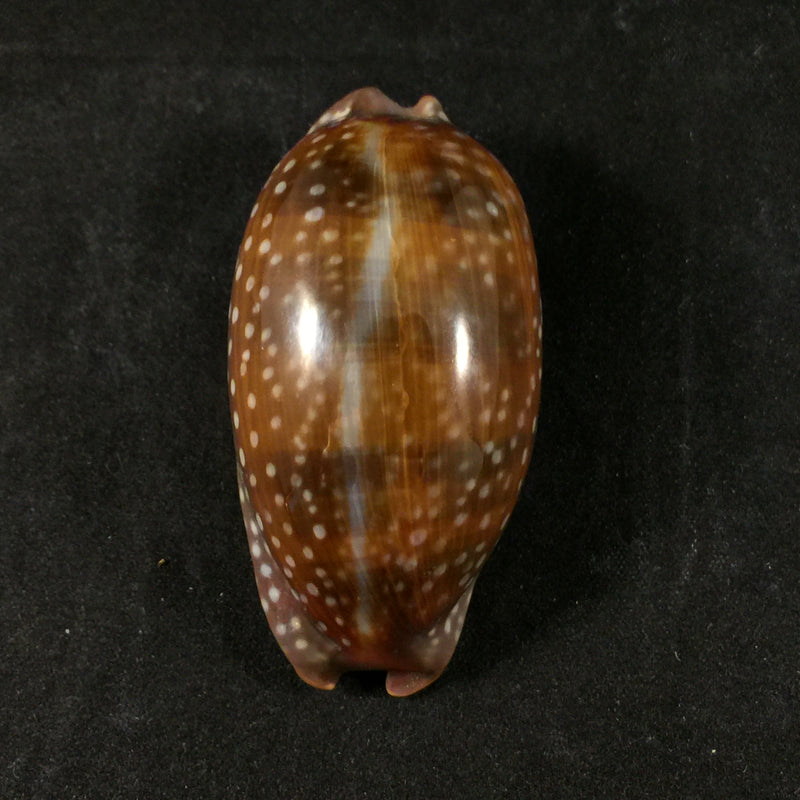 Macrocypraea cervinetta (Kiener, 1844) - 60,5mm
