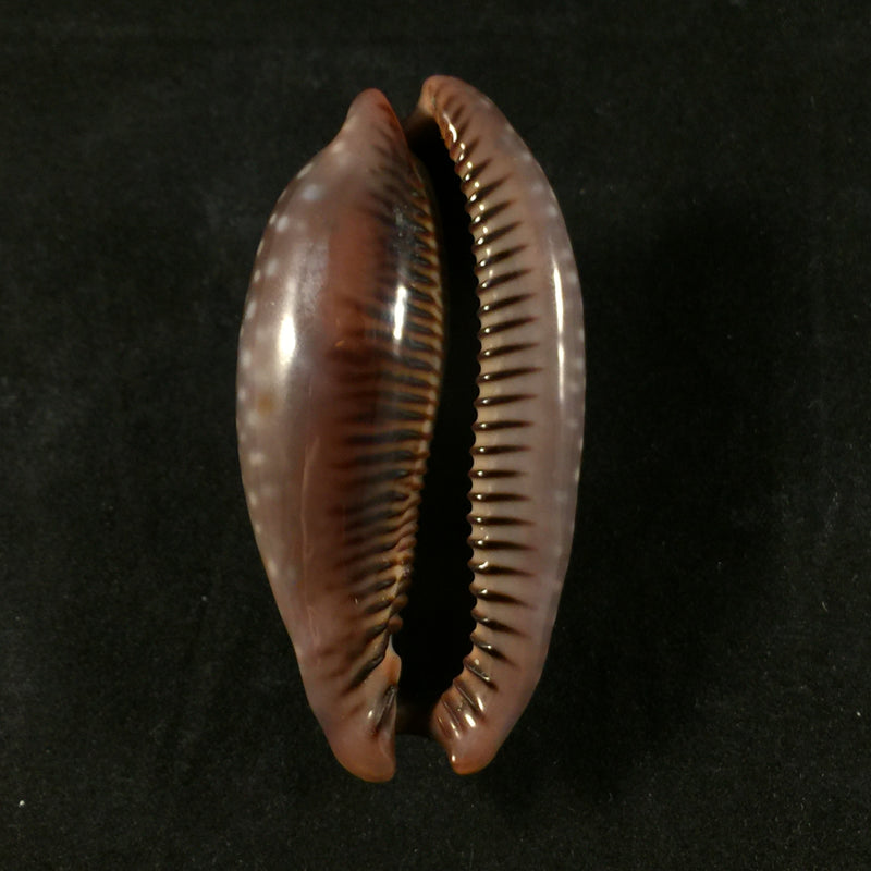 Macrocypraea cervinetta (Kiener, 1844) - 60,5mm