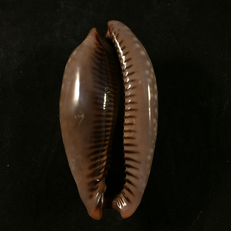 Macrocypraea cervinetta (Kiener, 1844) - 59,8mm