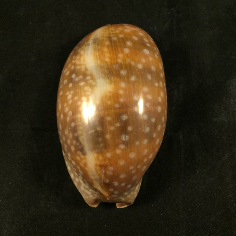 Macrocypraea cervinetta (Kiener, 1844) - 89,8mm