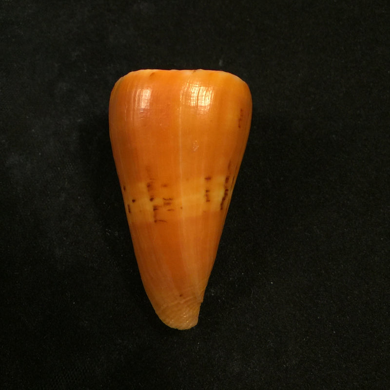Conus riosi Petuch, 1986 - 44,5mm