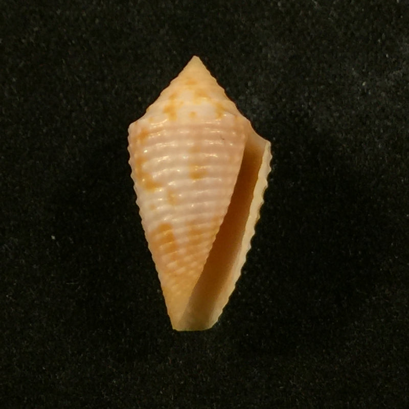Japidiconus ogum Petuch & Myers, 2014 - 16,9mm