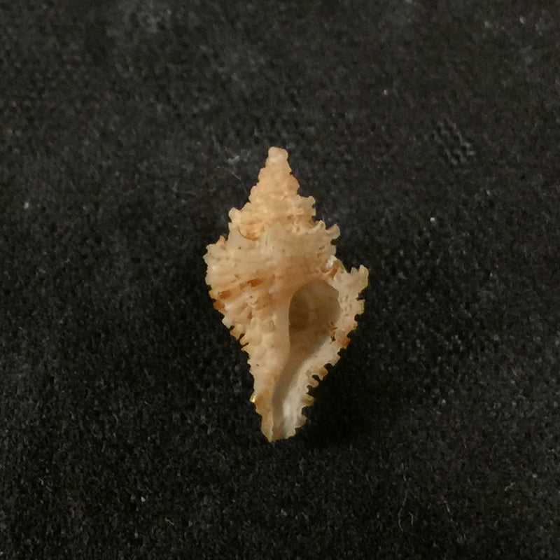 Murexiella iemanjae Petuch, 1979 - 11,7mm