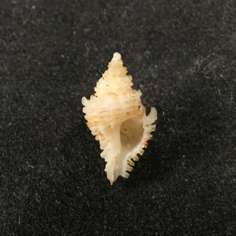 Murexiella iemanjae Petuch, 1979 - 11,1mm