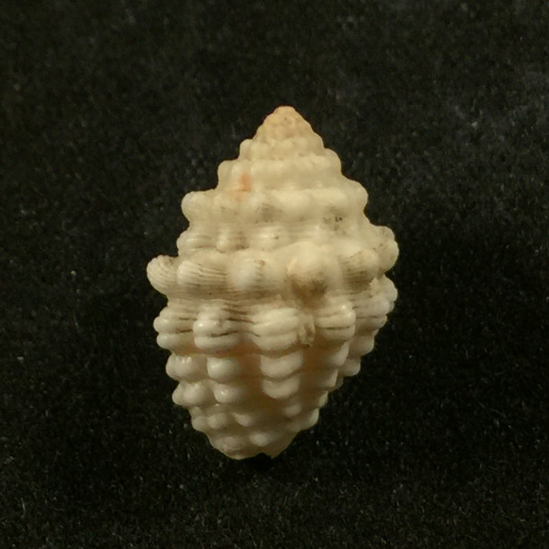 Vexillum cancellarioides (Anton, 1838) - 14,8mm