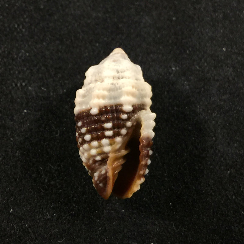 Condylomitra tuberosum (Reeve, 1845) - 16mm