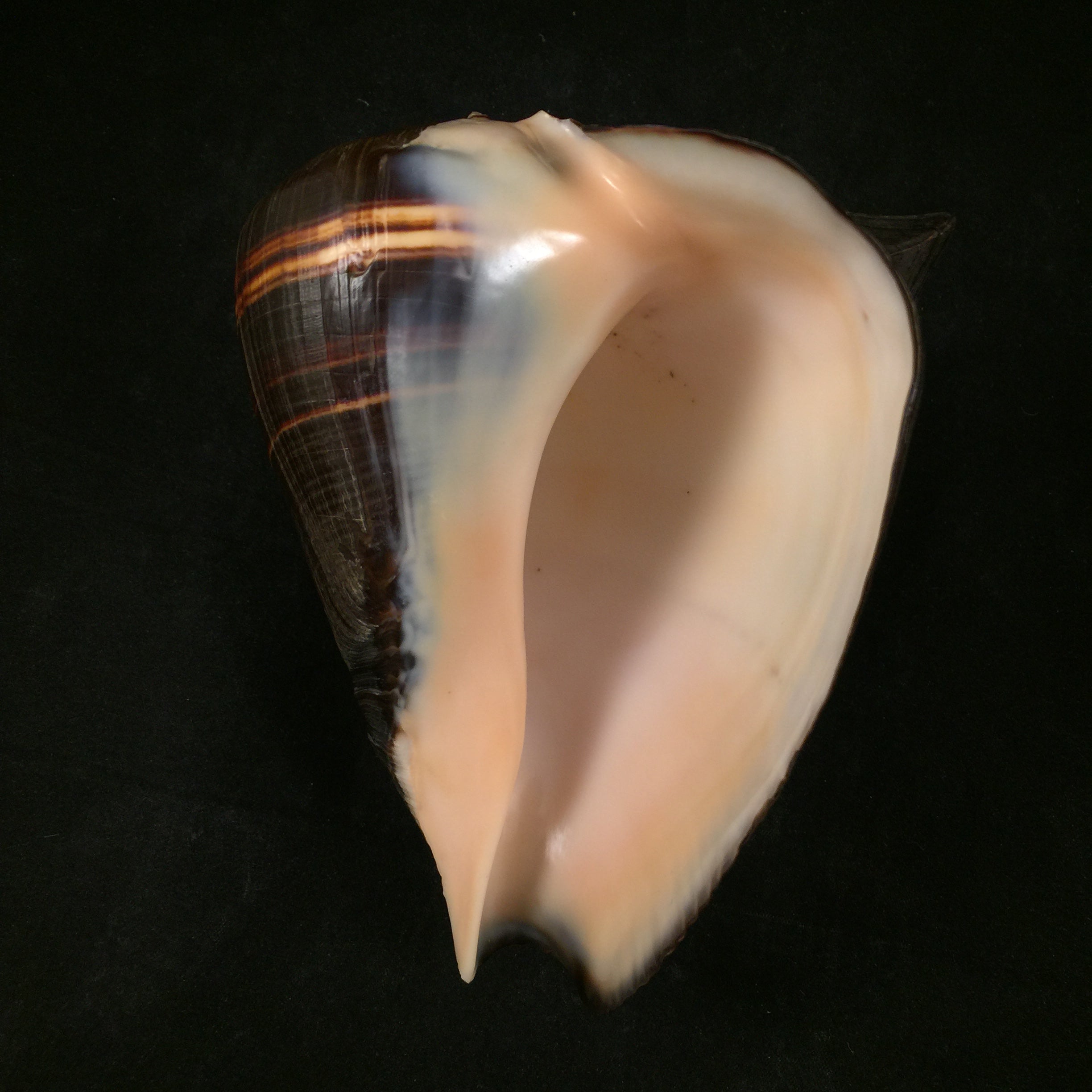 Melongena patula Broderip & Sowerby, 1829 - 128,4mm