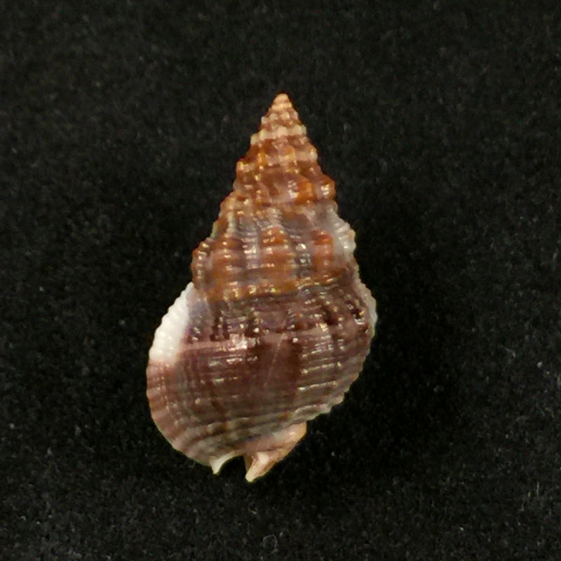 Nassarius polygonatus Lamarck, 1822 - 16,5mm