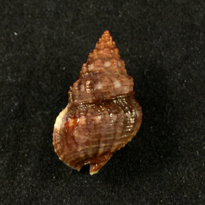 Nassarius polygonatus Lamarck, 1822 - 16,4mm