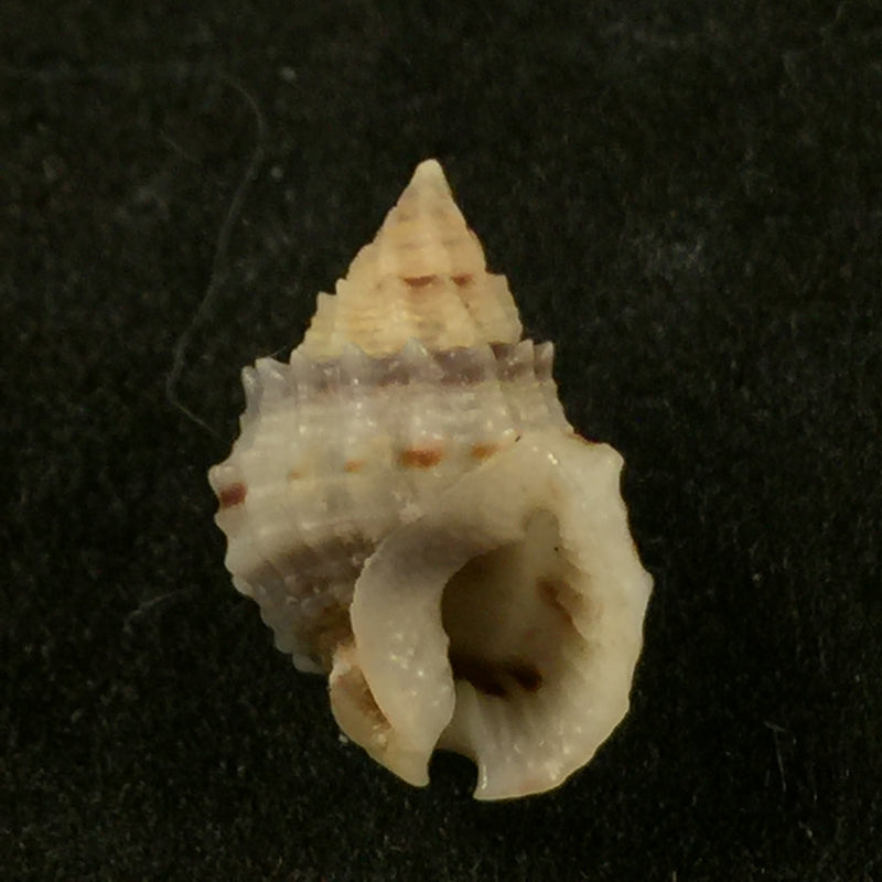 Nassarius horridus (Dunker, 1847) - 12,2mm