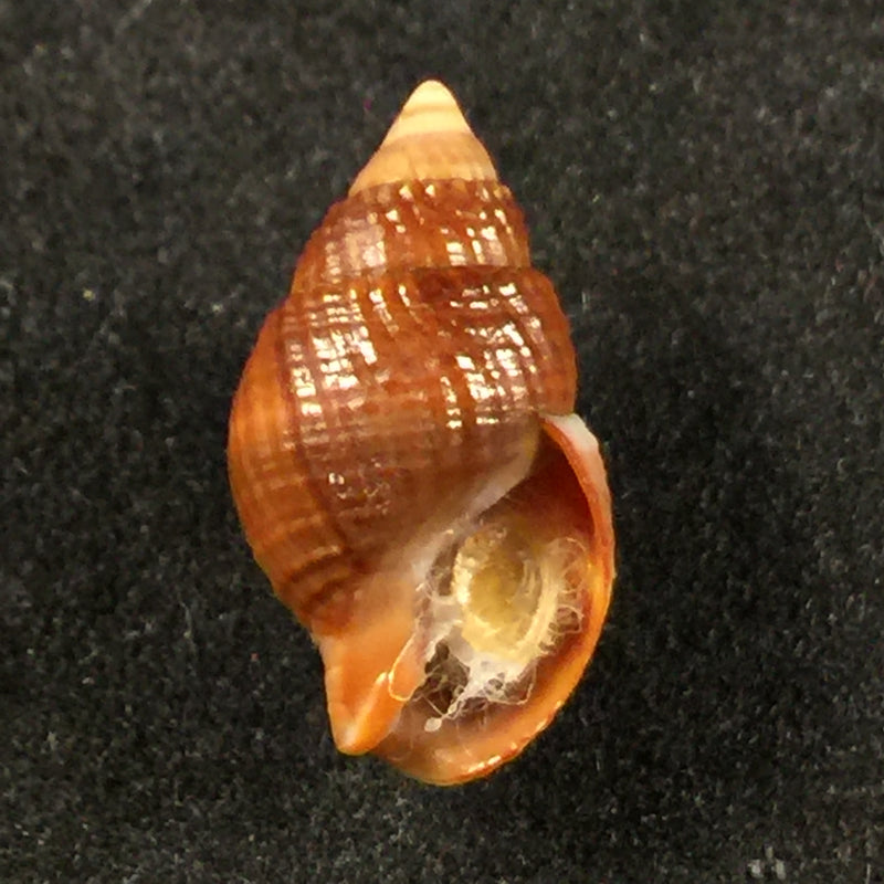 Tritia obsoleta (Say, 1822) - 15,6mm