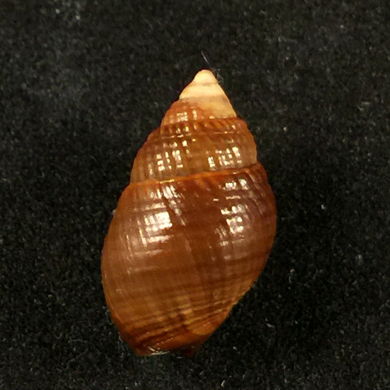 Tritia obsoleta (Say, 1822) - 14,3mm
