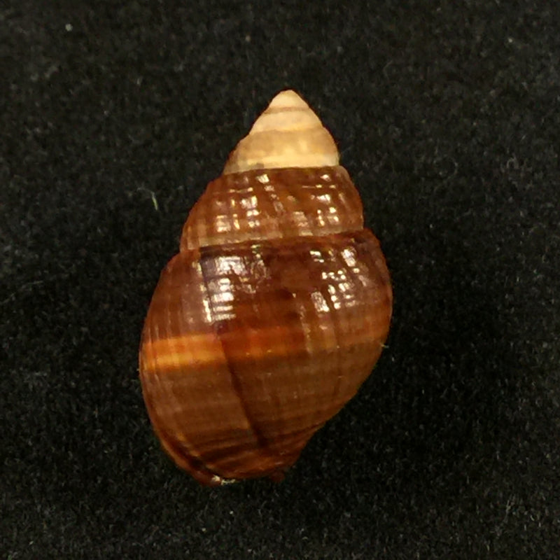 Tritia obsoleta (Say, 1822) - 15,1mm