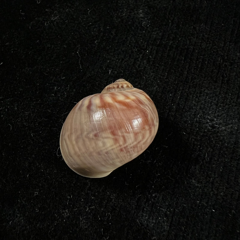 Natica chemnitzii Pfeiffer, 1840 - 22,1mm