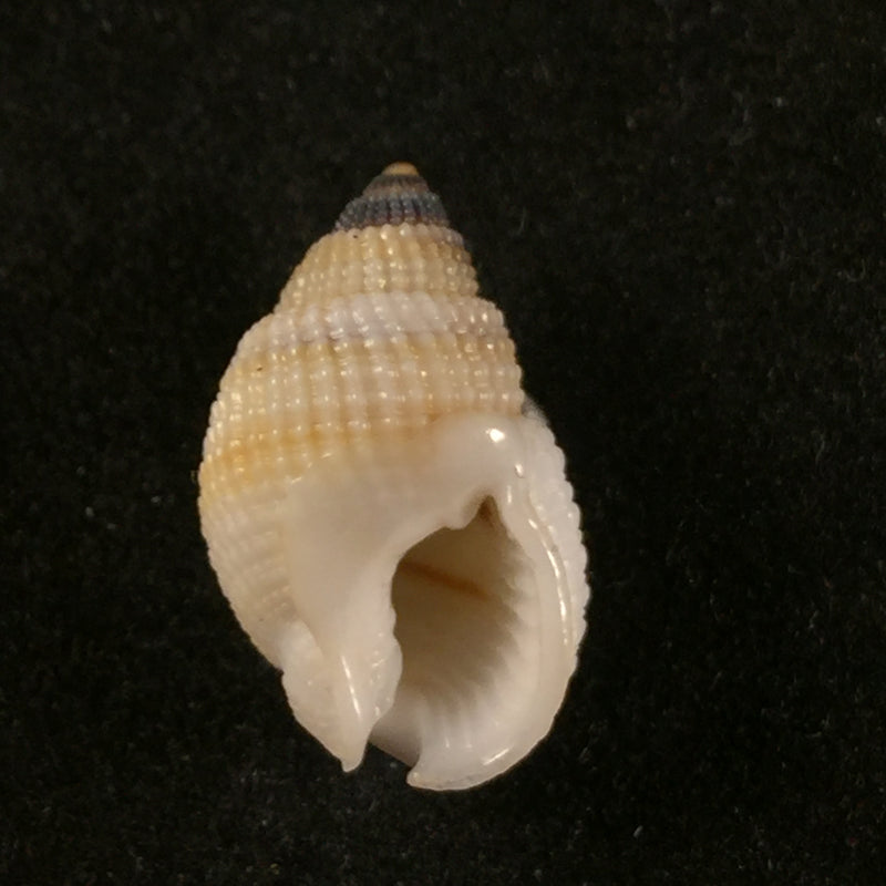 Nassarius albescens (Dunker, 1846) - 15,3mm