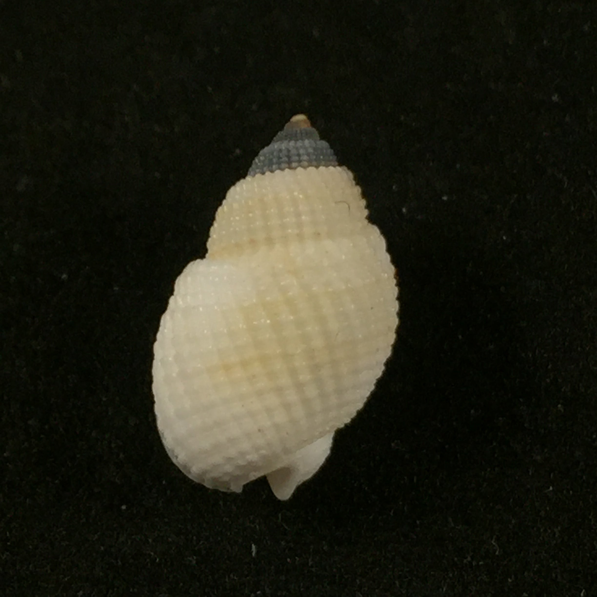 白纹织纹藻 (Dunker, 1846) - 14,7mm