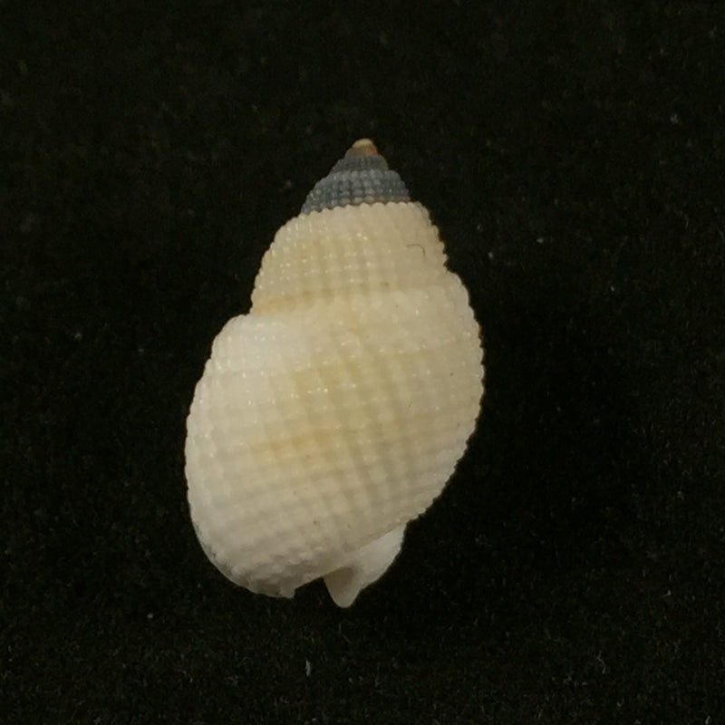 Nassarius albescens (Dunker, 1846) - 14,7mm