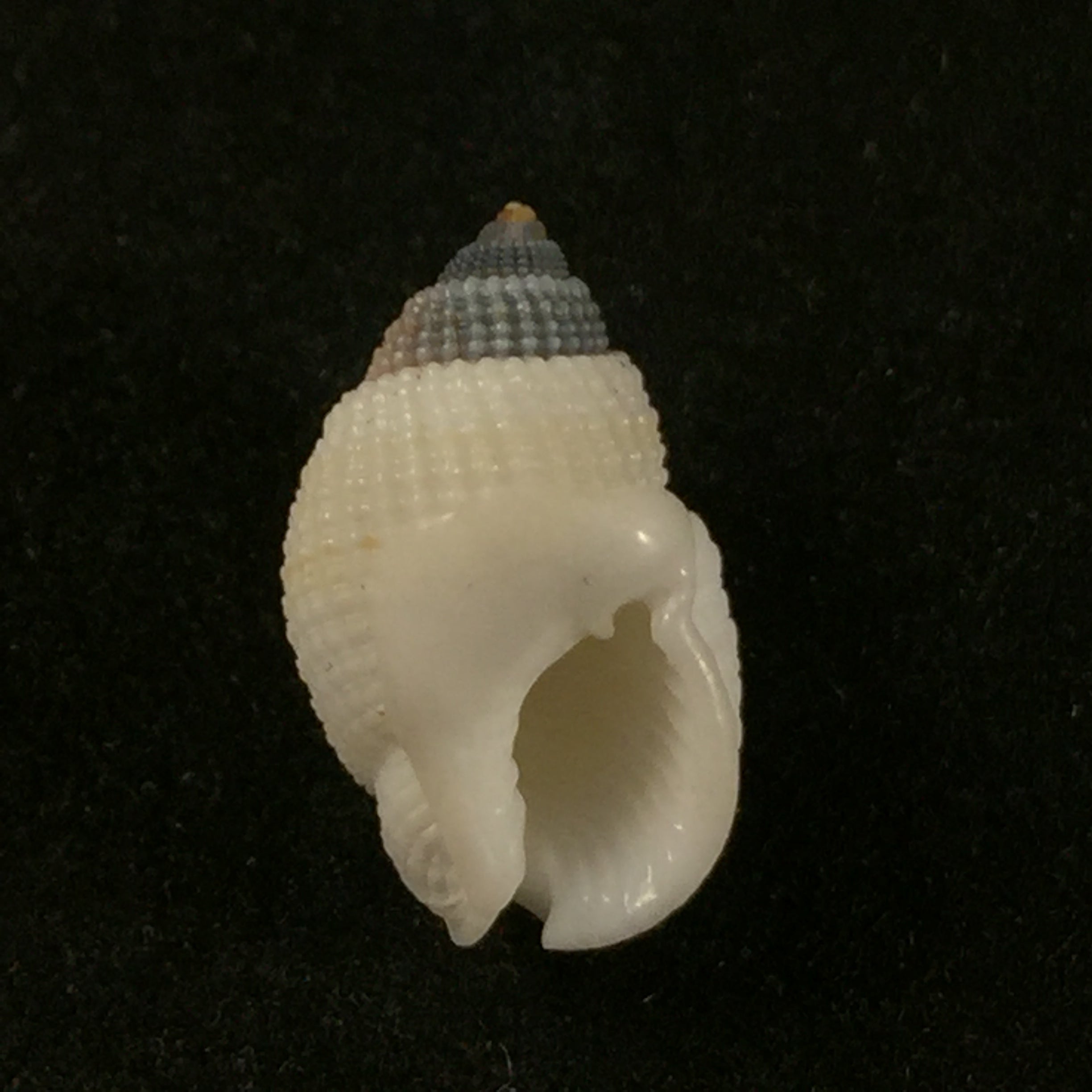 白纹织纹藻 (Dunker, 1846) - 14,7mm