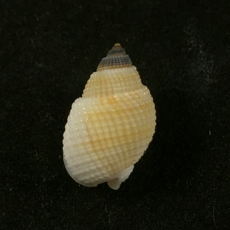 Nassarius albescens (Dunker, 1846) - 14,3mm