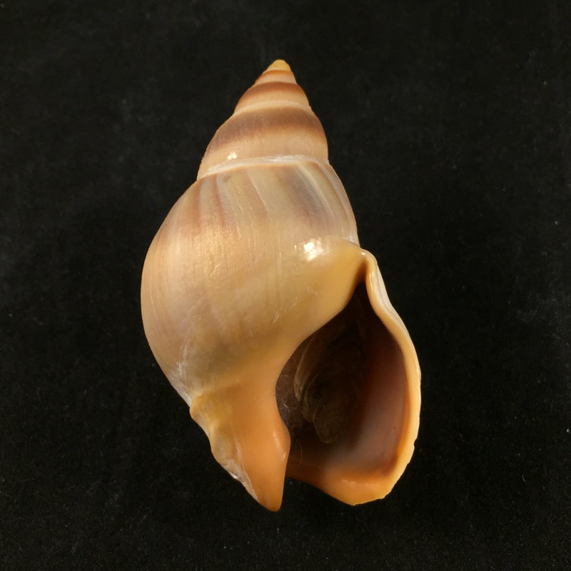 Buccinanops globulosus (Kiener, 1834) - 51,4mm