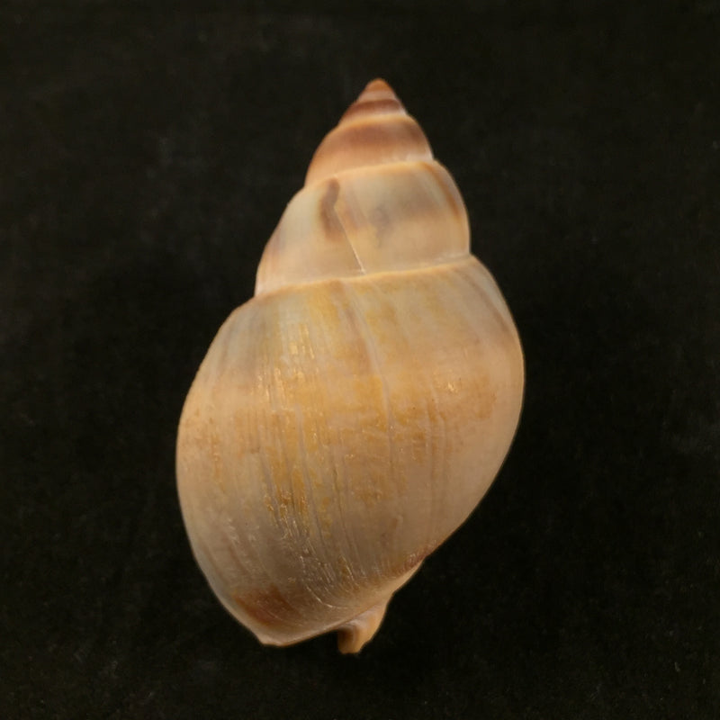 Buccinanops globulosus (Kiener, 1834) - 49,2mm