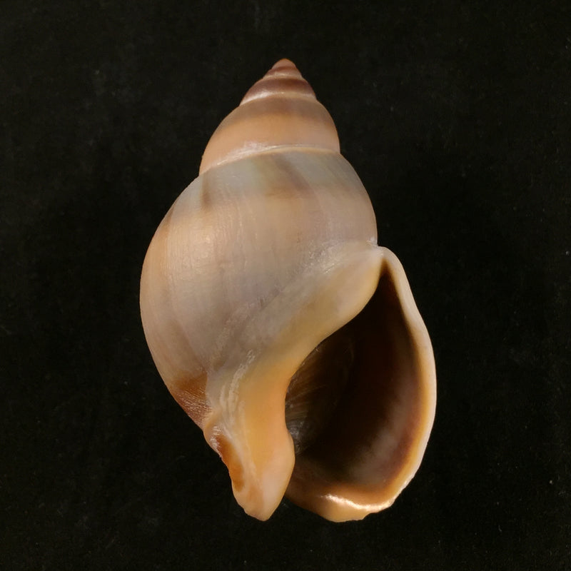Buccinanops globulosus (Kiener, 1834) - 49,2mm