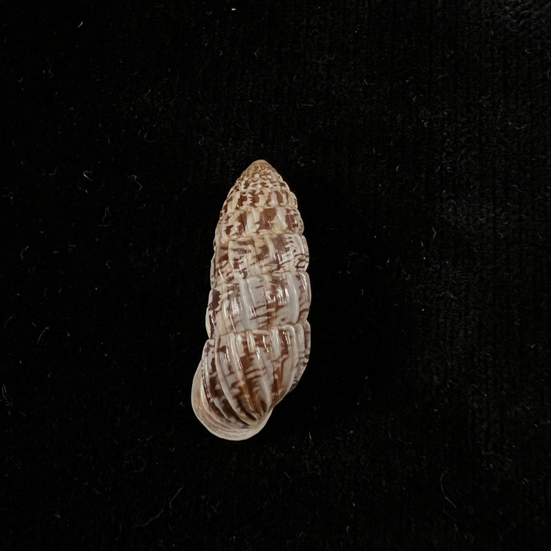 Cerion mumia chrysalis (Beck, 1837) - 29,3mm