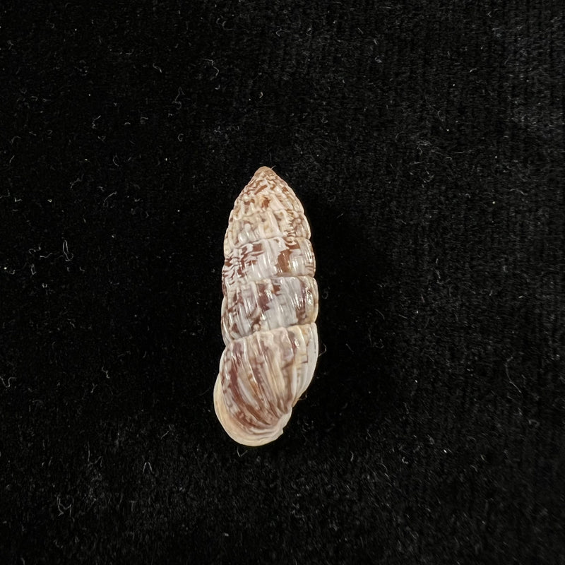 Cerion mumia chrysalis (Beck, 1837) - 27,6mm