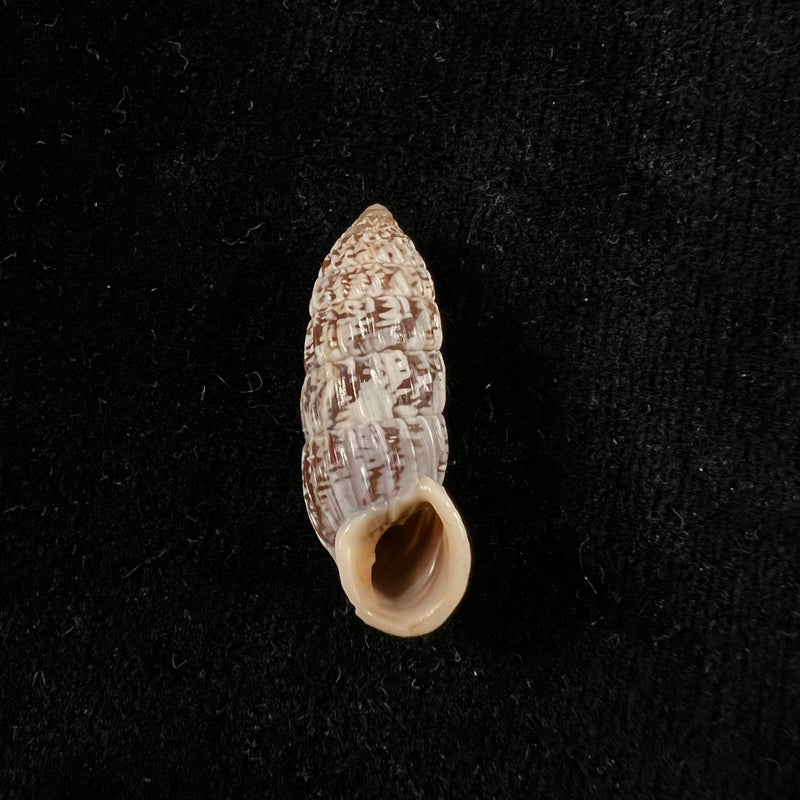 Cerion mumia chrysalis (Beck, 1837) - 27,6mm