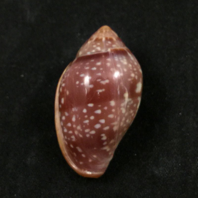 Marginella glabella (Linnaeus, 1758) - 35,1mm