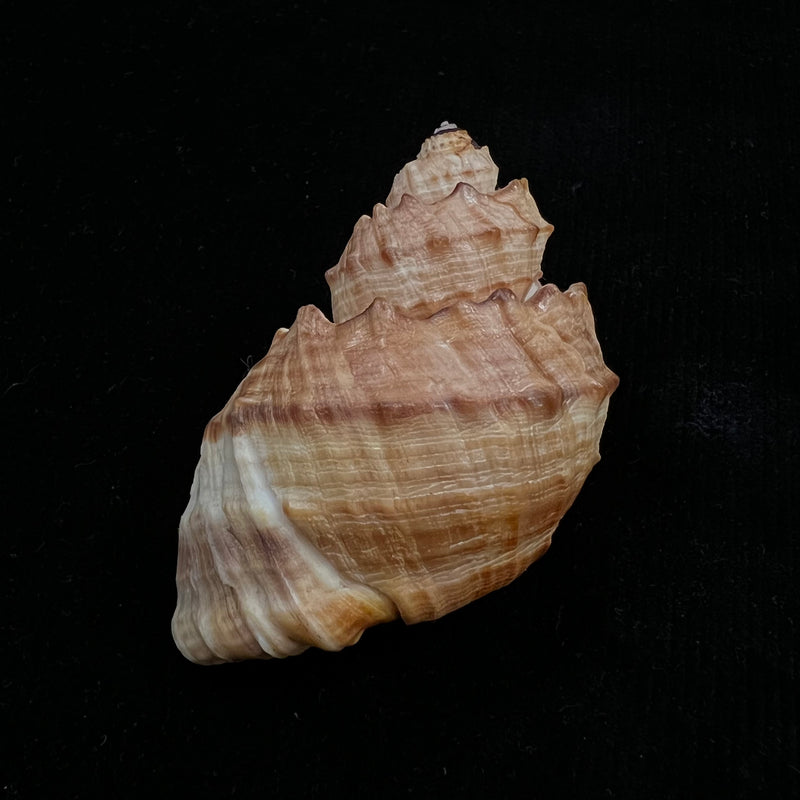 Trigonostoma bullatum (G. B. Sowerby I, 1832) - 59,6mm
