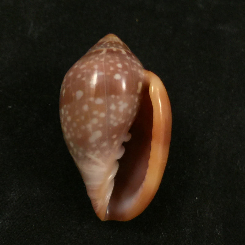 Marginella glabella (Linnaeus, 1758) - 35,1mm