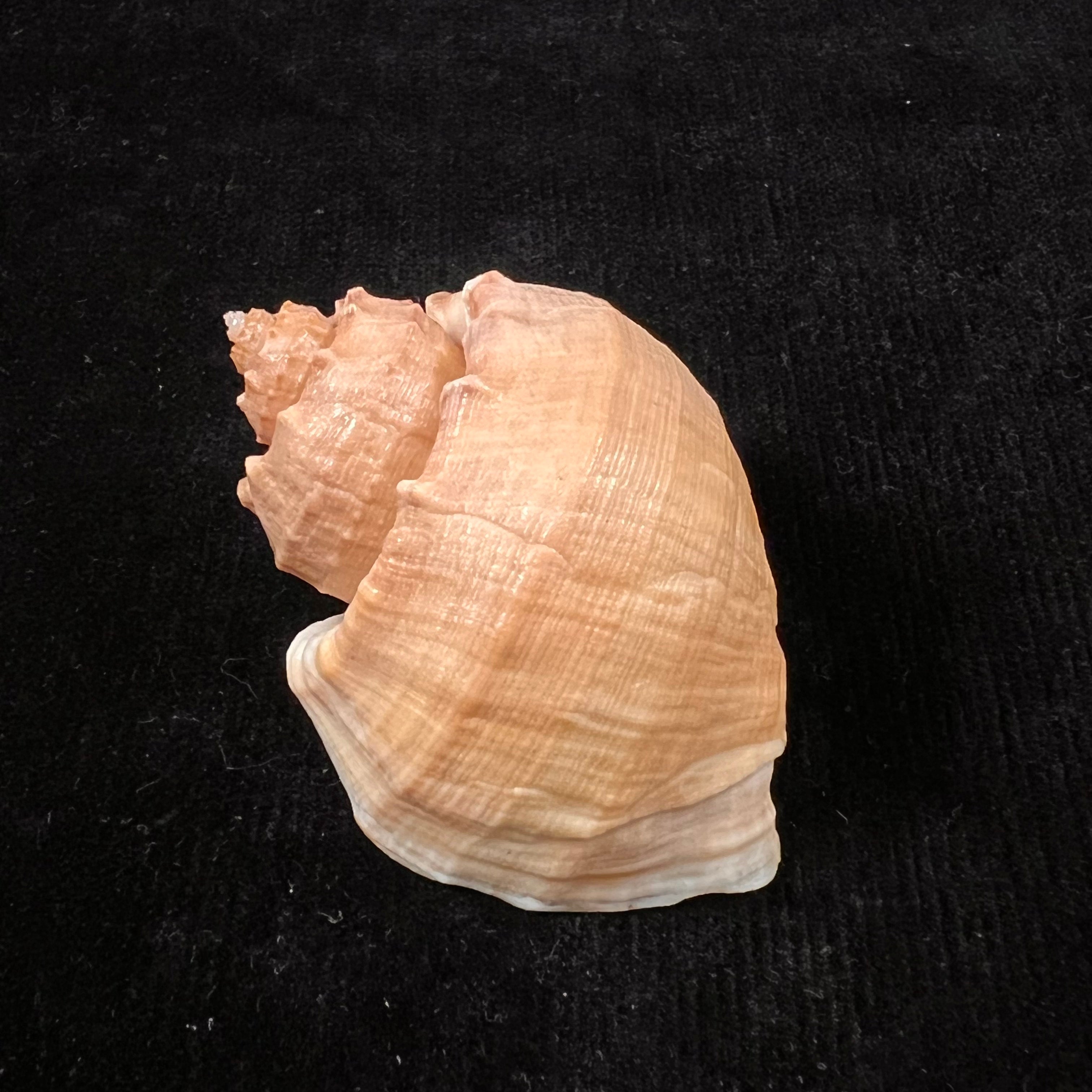 Trigonostoma bullatum (GB Sowerby I, 1832) - 63,4mm