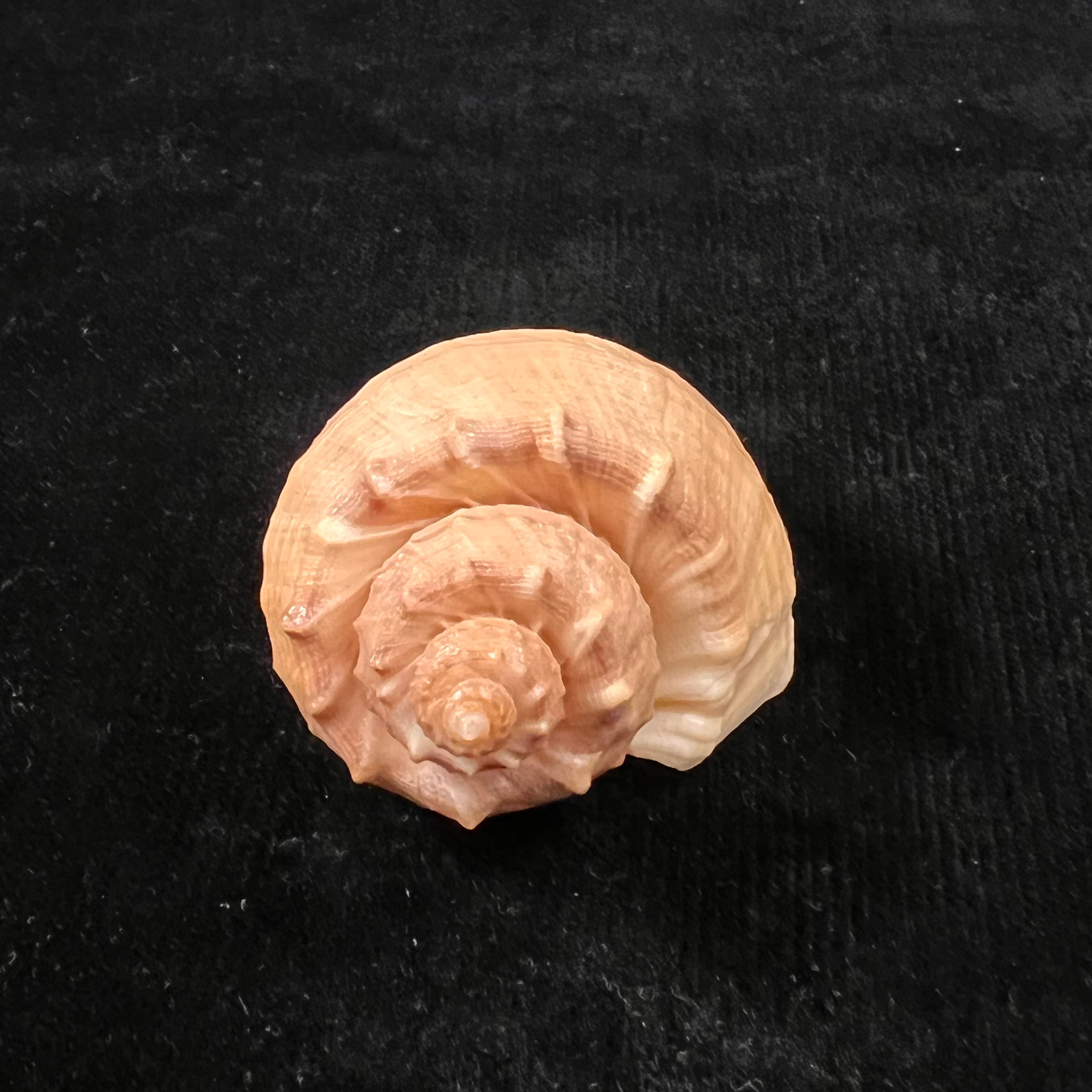 Trigonostoma bullatum (GB Sowerby I, 1832) - 63,4mm